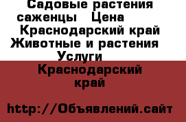 Садовые растения саженцы › Цена ­ 150 - Краснодарский край Животные и растения » Услуги   . Краснодарский край